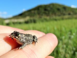 1 Rugstreeppad Duin Safari Noordwijk Excursie Teambuilding