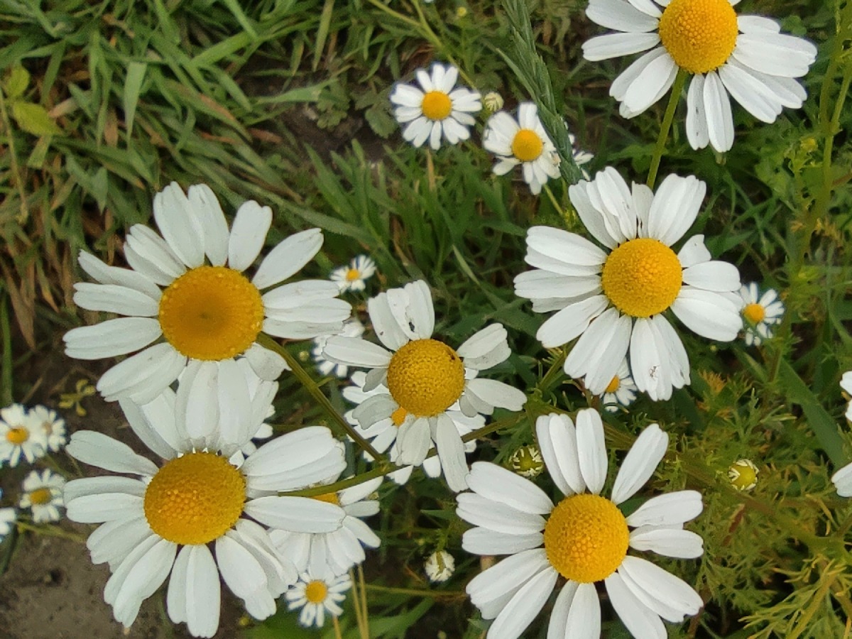 Eetbare Natuur Excursie
