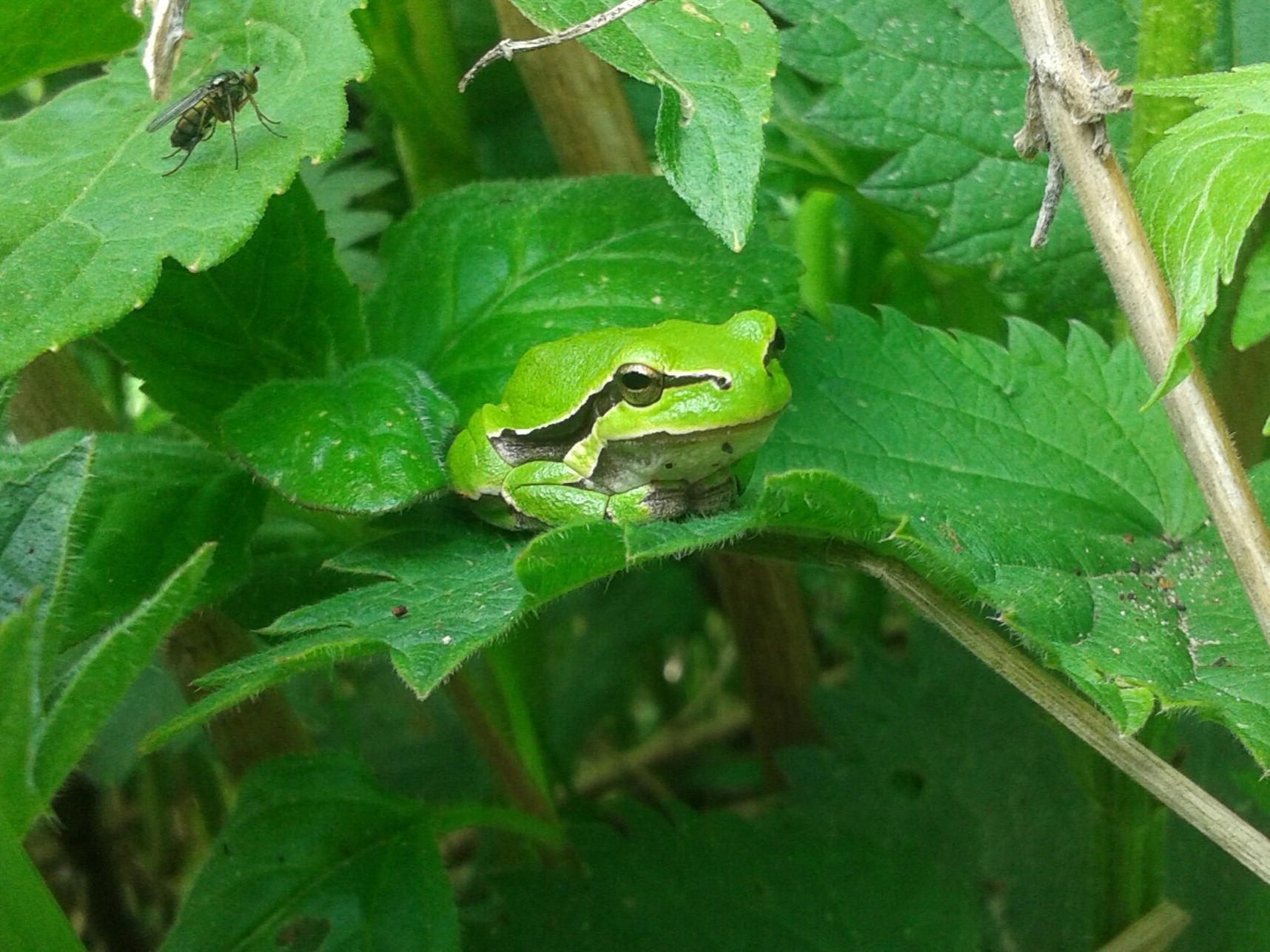 Eetbare Natuur Excursie Boomkikker Europese