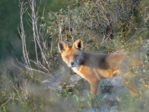 4 Vos Duin Safari Noordwijk Excursie Teambuilding