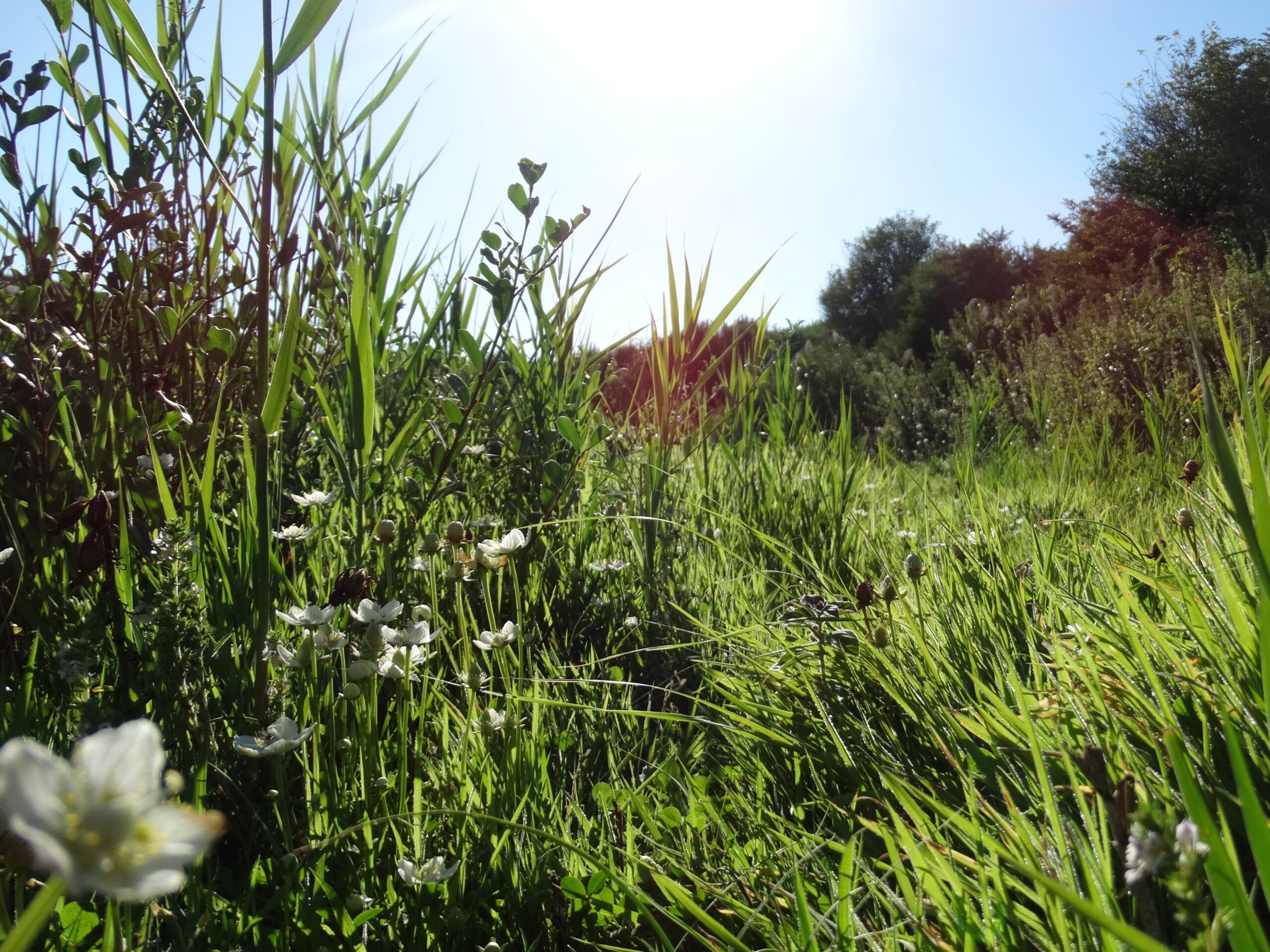 4 Eetbare Natuur Excursie