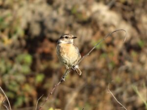 5 Tapuit Duin Safari Noordwijk Excursie Teambuilding Vogel