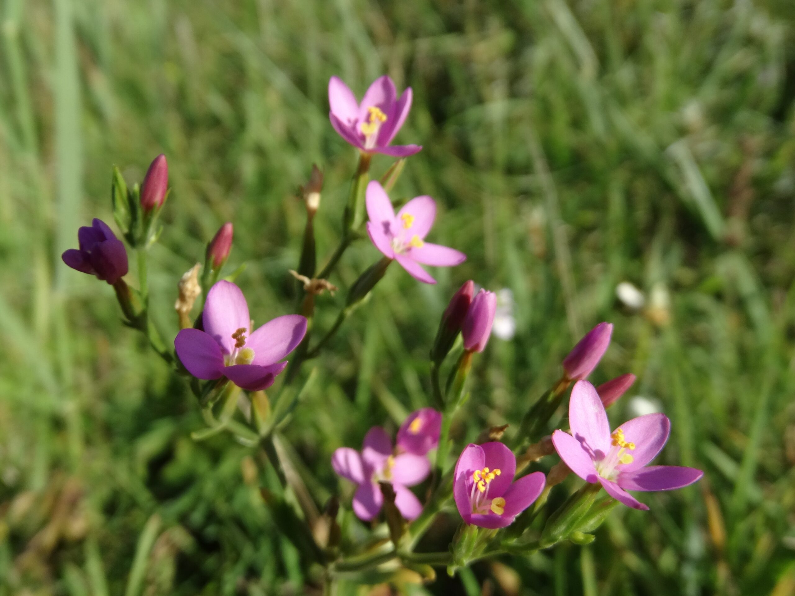 4 Eetbare Natuur Excursie