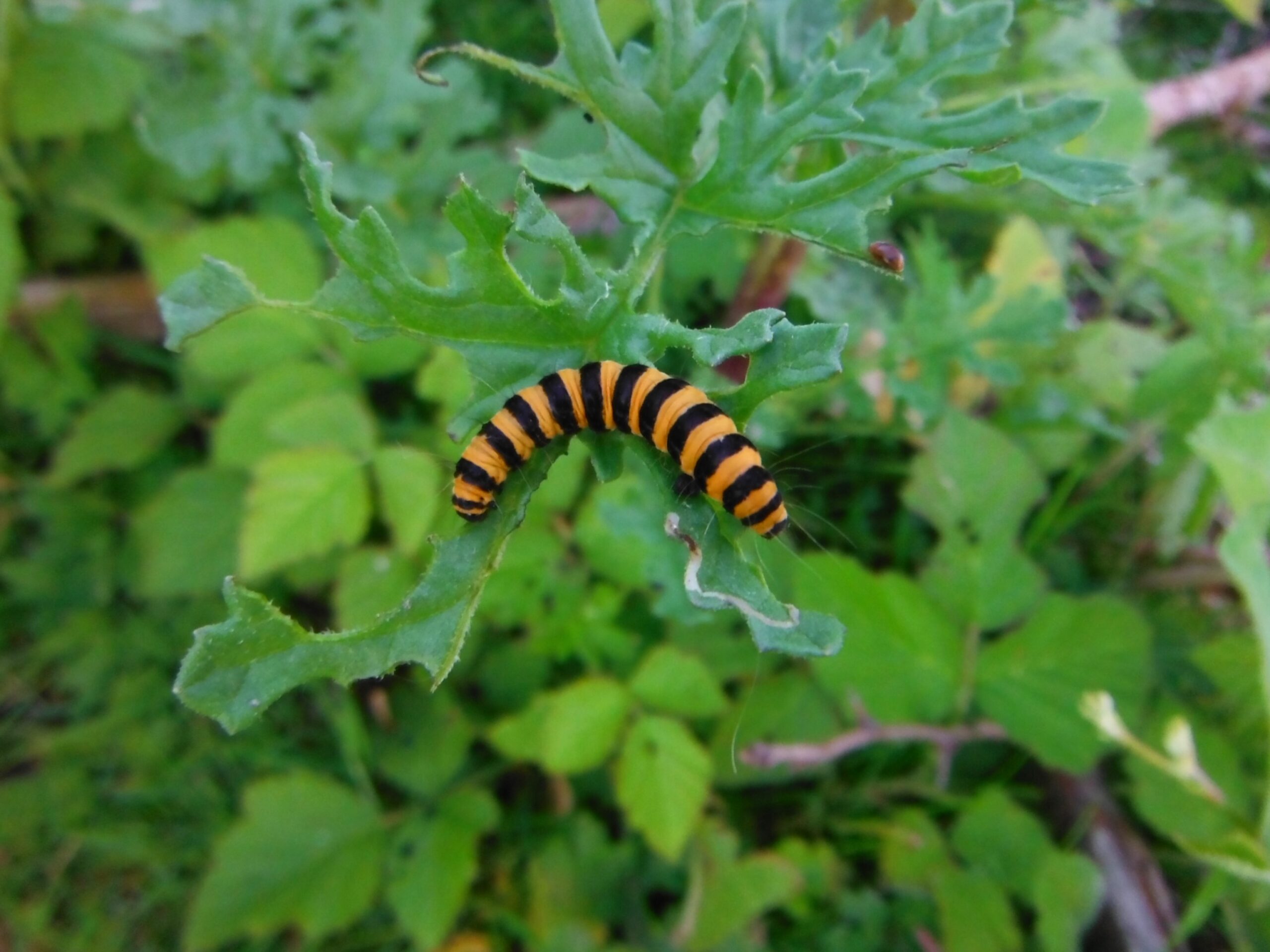 7 Eetbare Natuur Excursie Rups