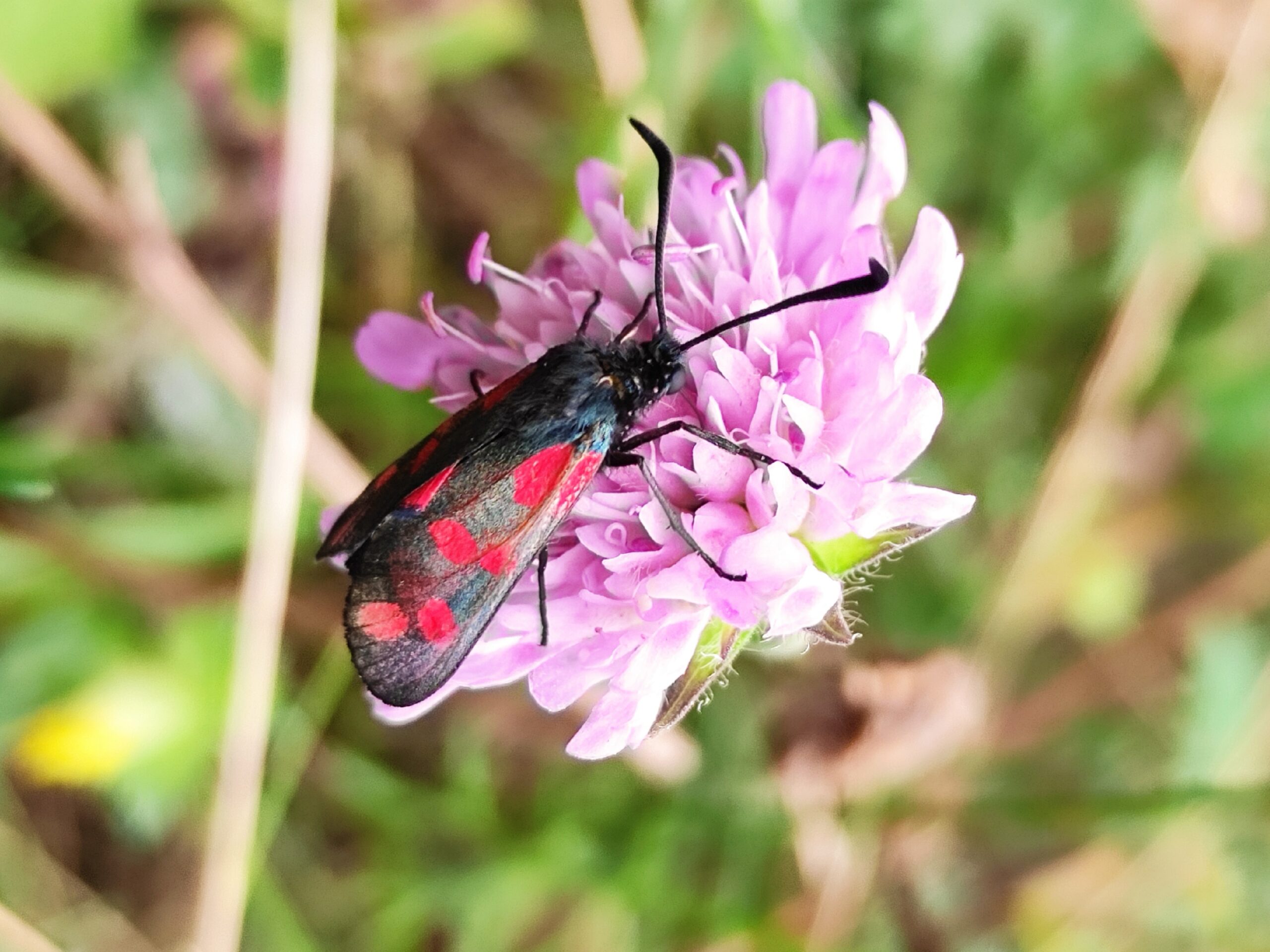 8 Eetbare Natuur Excursie