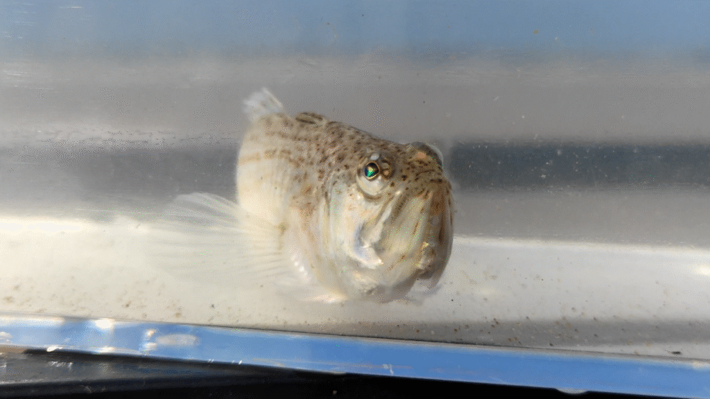 Pieterman Excursie Wadlopen Teambuilding vis giftig vissen
