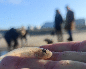 Dikkopje Grondel Vissen Noordzee Excursie Noordwijk 10
