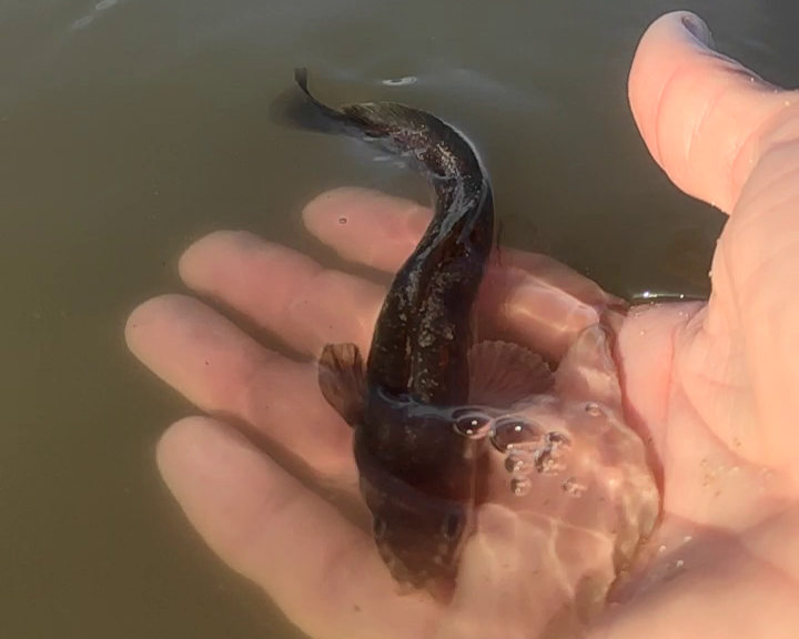 Vijfdradige Meun Zeepuitaal Vissen Noordzee Excursie Noordwijk 11