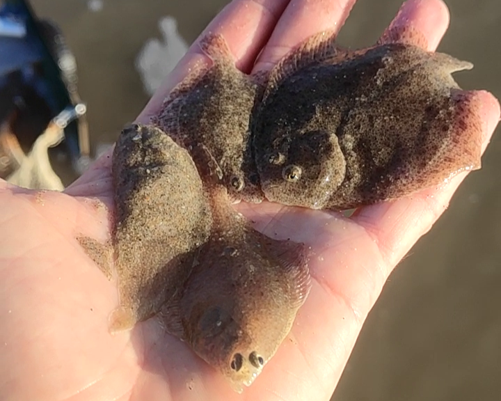 Vissen Noordzee Excursie Noordwijk 1 Platvis
