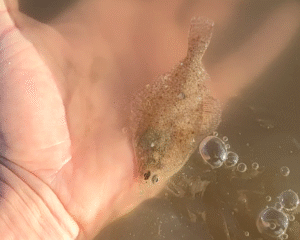 Vissen Noordzee Excursie Noordwijk 1
