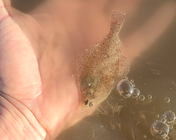 Vissen Noordzee Excursie Noordwijk 1