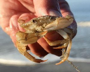 Krab Vissen Noordzee Excursie Noordwijk 1