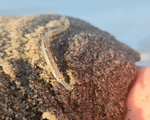 Zeepaardje Zeenaald Vissen Noordzee Excursie Noordwijk 1