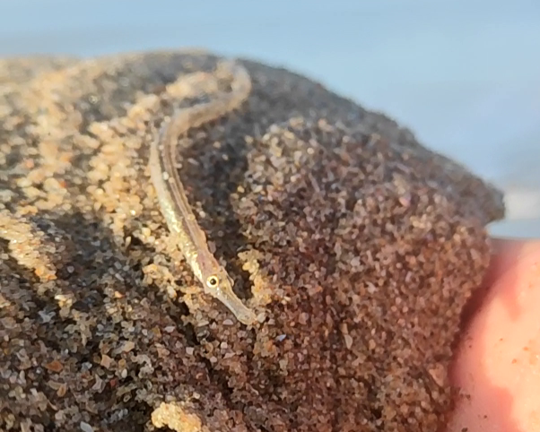 Zeepaardje Zeenaald Vissen Noordzee Excursie Noordwijk 1
