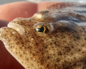 Platvis Bot Vissen Noordzee Excursie Noordwijk 6