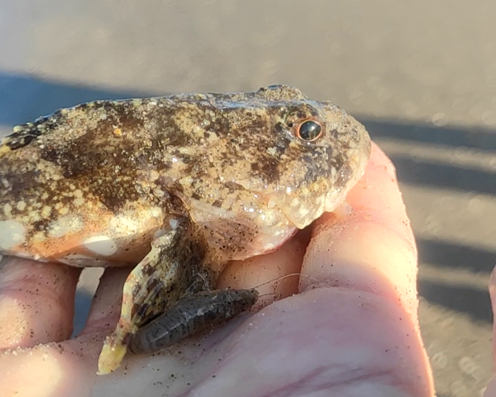 Zeedonderpad Vissen Noordzee Excursie Noordwijk 6