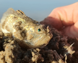 Pieterman Giftig Vissen Noordzee Excursie Noordwijk 9
