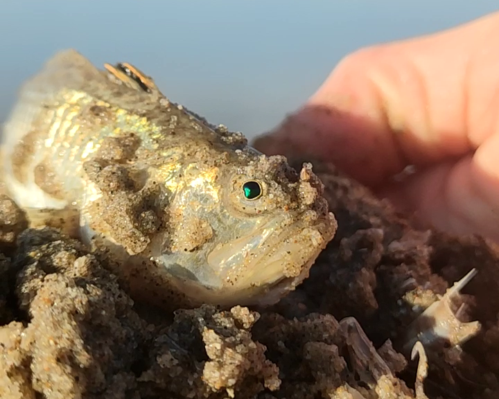 Pieterman Giftig Vissen Noordzee Excursie Noordwijk 9